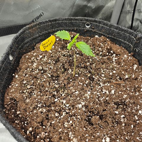 Sour Diesel growlog timeline photo