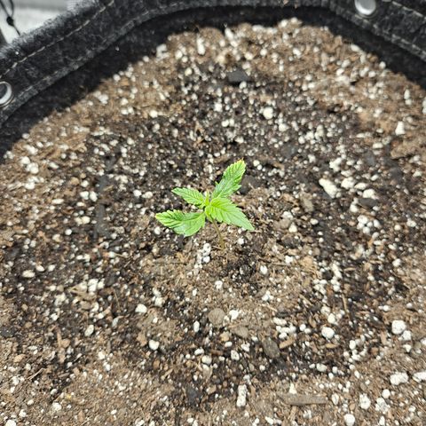 Banana Purple Punch Auto growlog timeline photo