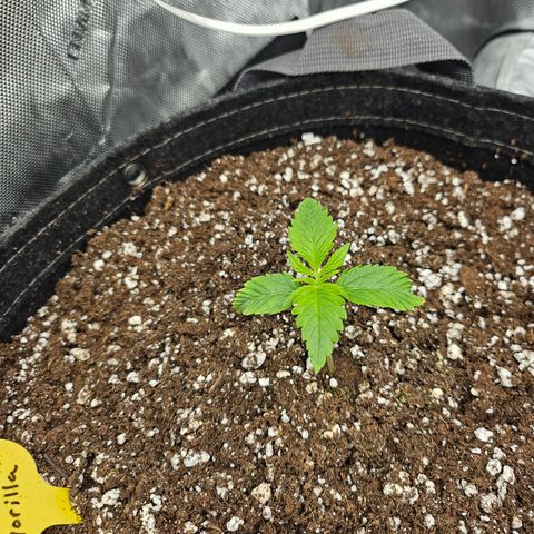 Strawberry Gorilla growlog timeline photo