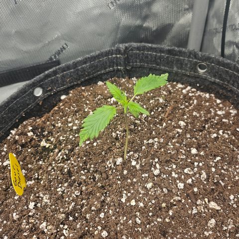 Sour Diesel growlog timeline photo