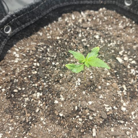 Banana Purple Punch Auto growlog timeline photo