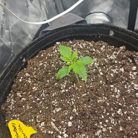 Strawberry Gorilla growlog timeline photo