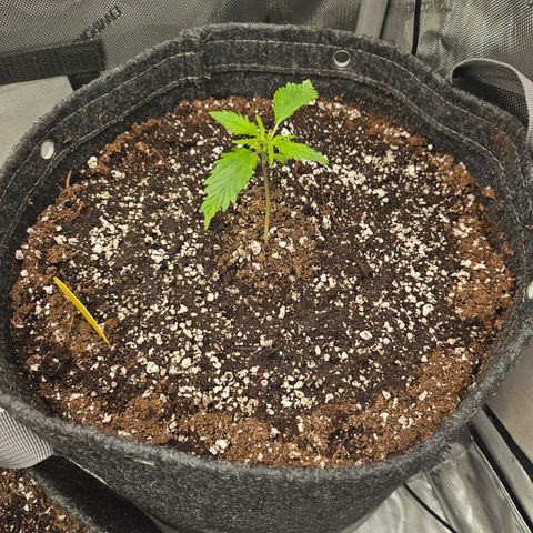 Sour Diesel growlog timeline photo