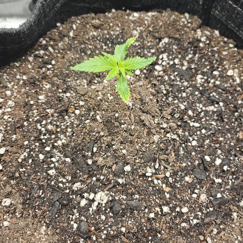 Banana Purple Punch Auto growlog timeline photo