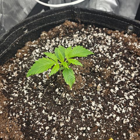 Strawberry Gorilla growlog timeline photo