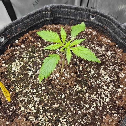 Sour Diesel growlog timeline photo