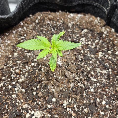 Banana Purple Punch Auto growlog timeline photo