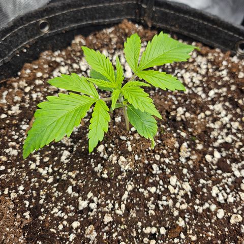 Strawberry Gorilla growlog timeline photo