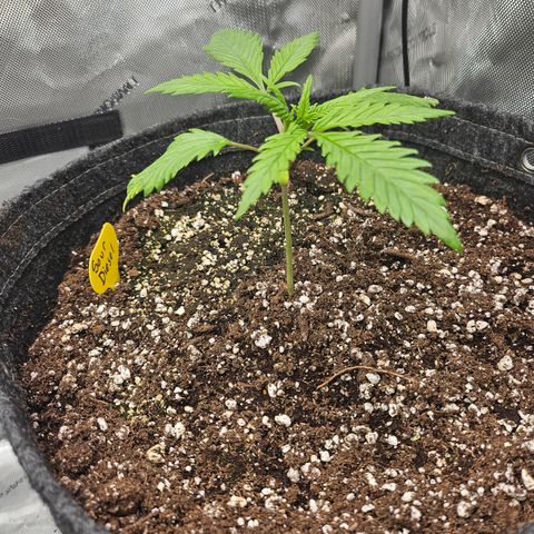 Sour Diesel growlog timeline photo