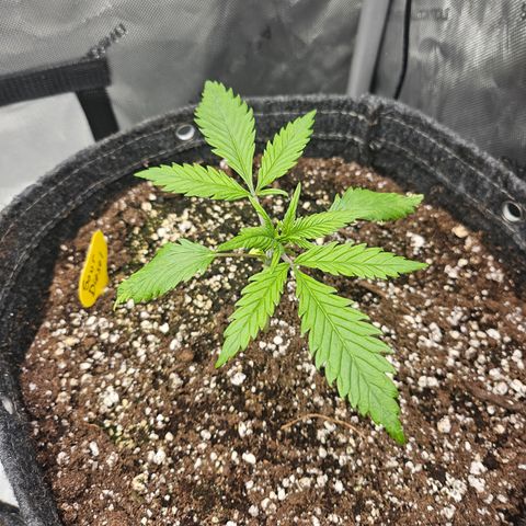 Sour Diesel growlog timeline photo