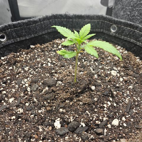 Banana Purple Punch Auto growlog timeline photo