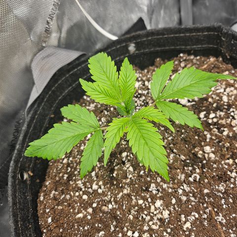Strawberry Gorilla growlog timeline photo