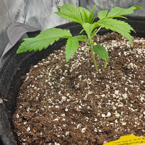 Strawberry Gorilla growlog timeline photo