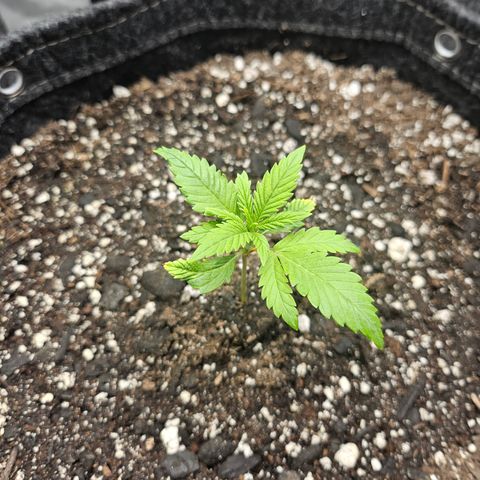 Banana Purple Punch Auto growlog timeline photo
