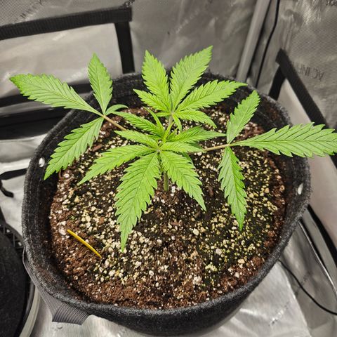 Sour Diesel growlog timeline photo