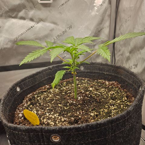 Sour Diesel growlog timeline photo