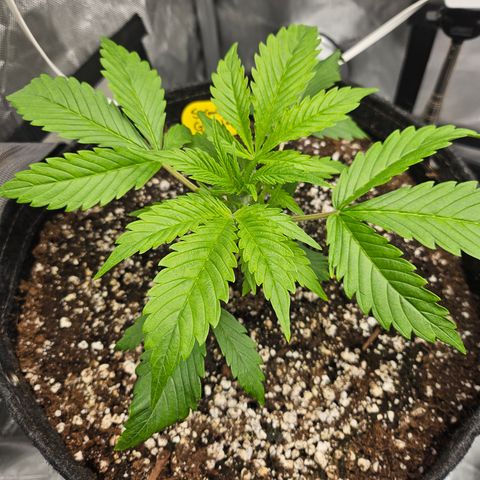 Strawberry Gorilla growlog timeline photo