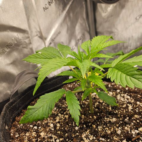 Strawberry Gorilla growlog timeline photo