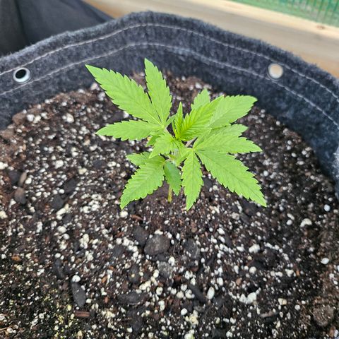 Banana Purple Punch Auto growlog timeline photo
