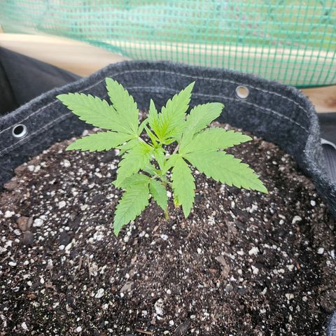 Banana Purple Punch Auto growlog timeline photo