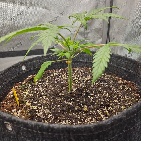 Sour Diesel growlog timeline photo