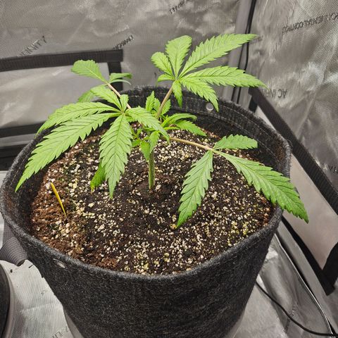 Sour Diesel growlog timeline photo
