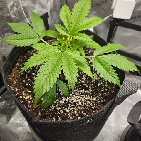 Strawberry Gorilla growlog timeline photo