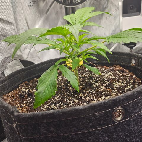 Strawberry Gorilla growlog timeline photo