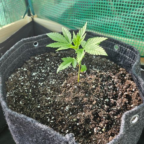 Banana Purple Punch Auto growlog timeline photo