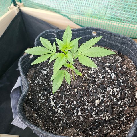Banana Purple Punch Auto growlog timeline photo