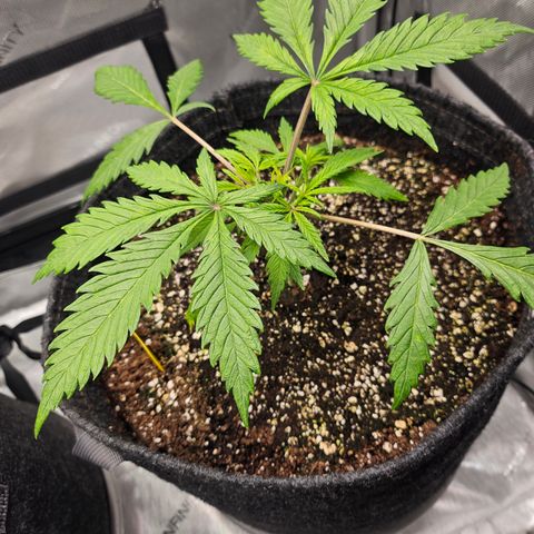 Sour Diesel growlog timeline photo