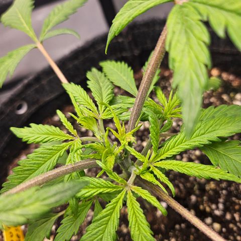 Sour Diesel growlog timeline photo
