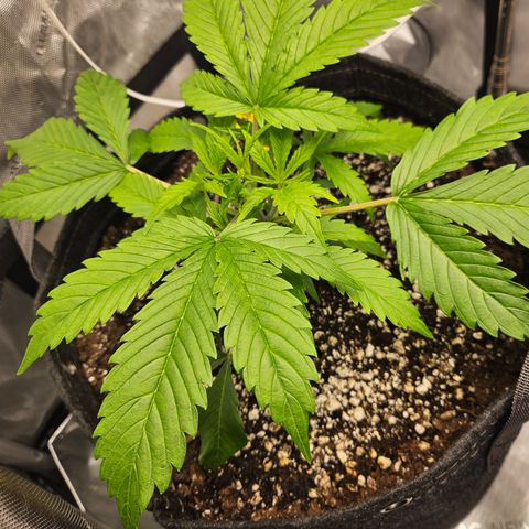 Strawberry Gorilla growlog timeline photo