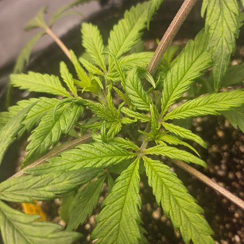 Sour Diesel growlog photo: Starting to show some spots. 
