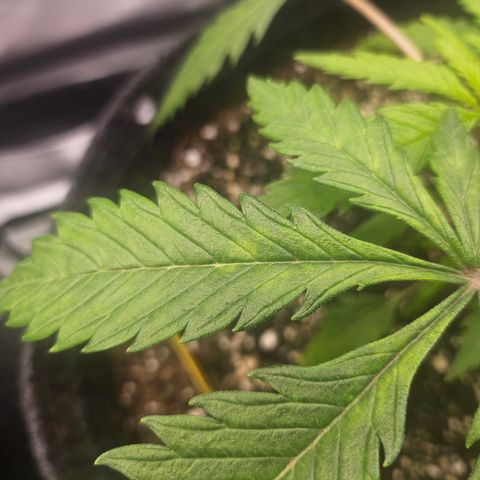 Sour Diesel growlog photo: Starting to show some spots. 