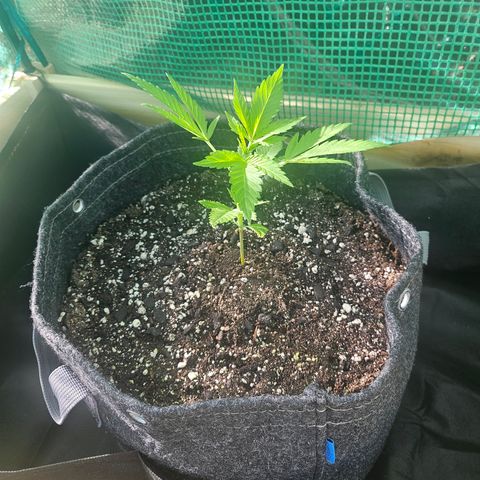 Banana Purple Punch Auto growlog timeline photo