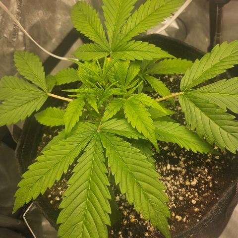 Strawberry Gorilla growlog timeline photo