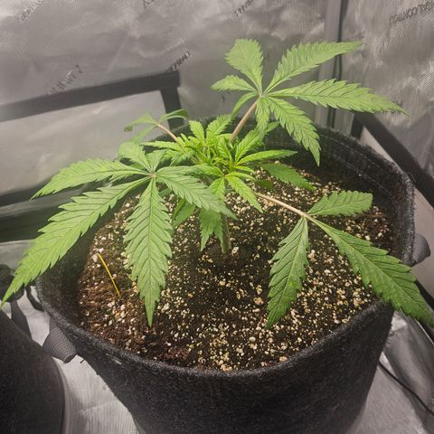 Sour Diesel growlog photo: Starting to show some spots. 