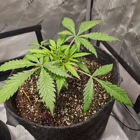 Sour Diesel growlog timeline photo