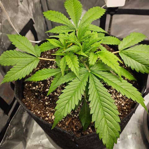 Strawberry Gorilla growlog timeline photo