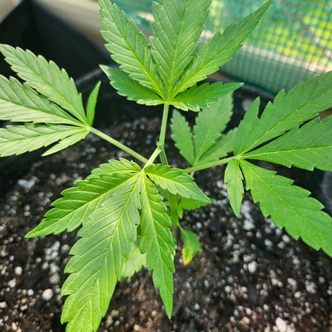 Banana Purple Punch Auto growlog timeline photo