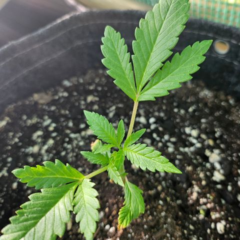 Banana Purple Punch Auto growlog timeline photo