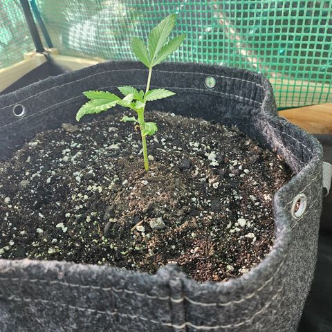 Banana Purple Punch Auto growlog timeline photo