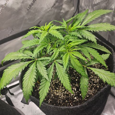 Sour Diesel growlog timeline photo