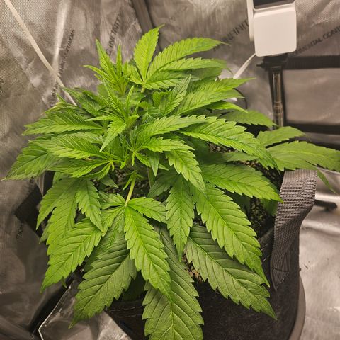 Strawberry Gorilla growlog timeline photo