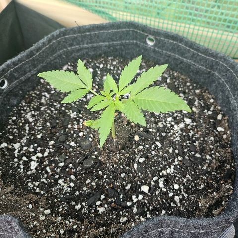 Banana Purple Punch Auto growlog timeline photo