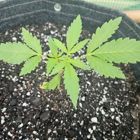 Banana Purple Punch Auto growlog timeline photo