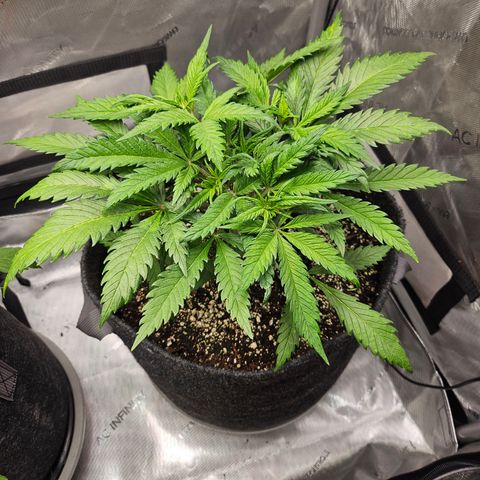Sour Diesel growlog timeline photo