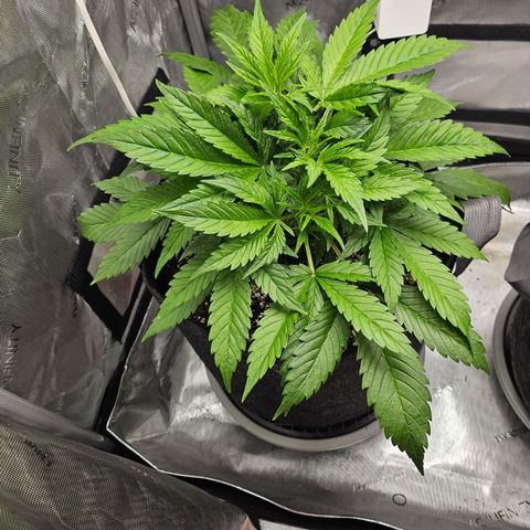 Strawberry Gorilla growlog timeline photo