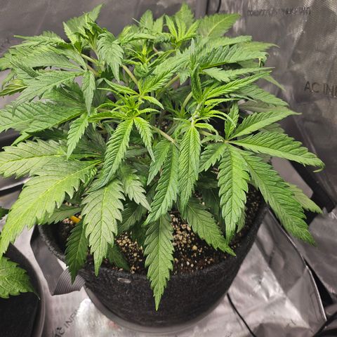 Sour Diesel growlog timeline photo